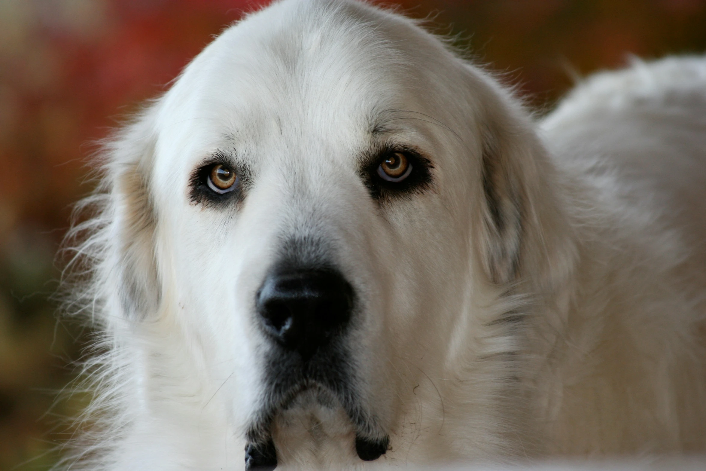 a white dog with a blue eyes stands and looks at the camera