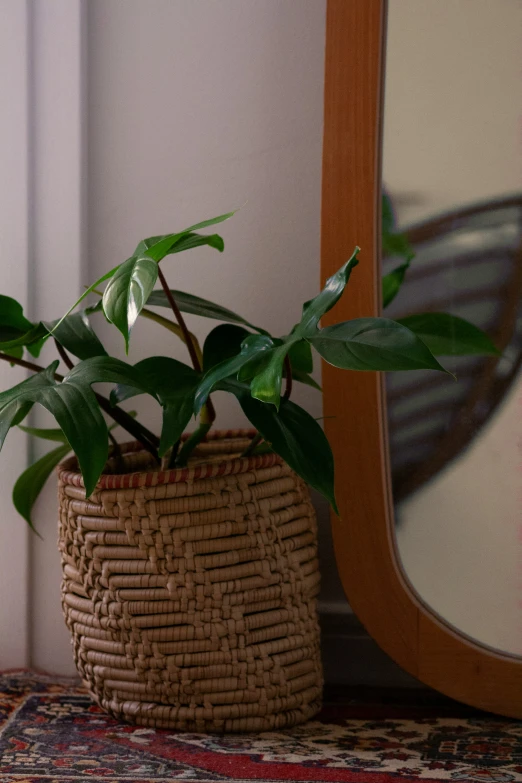 a plant sits in front of a mirror on top of a table