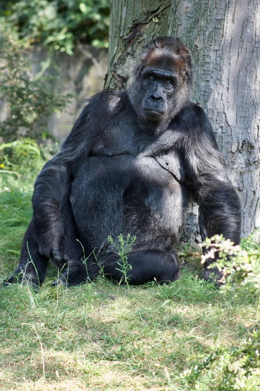 a big gorilla is sitting in the shade under a tree