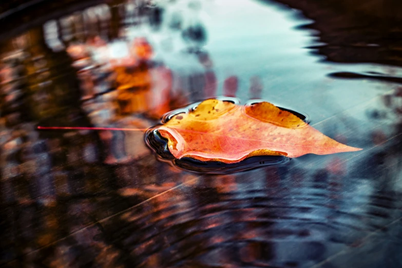 a leaf floating in a pool of water