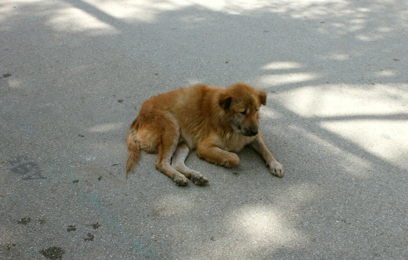 a dog laying on its side on the pavement