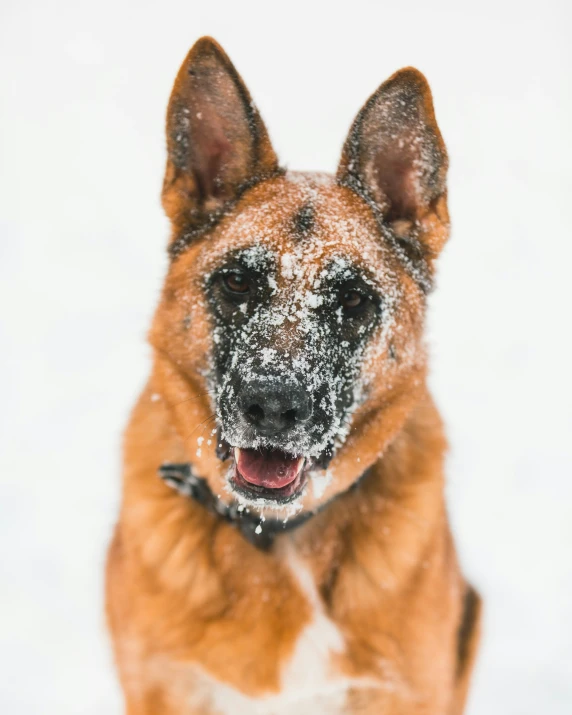 the large dog is standing in the snow outside