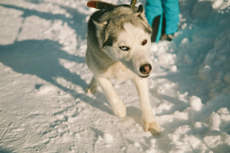 a dog running in the snow in the middle of it