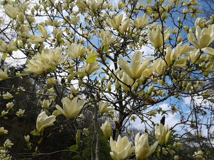 a large tree with white flowers in the background