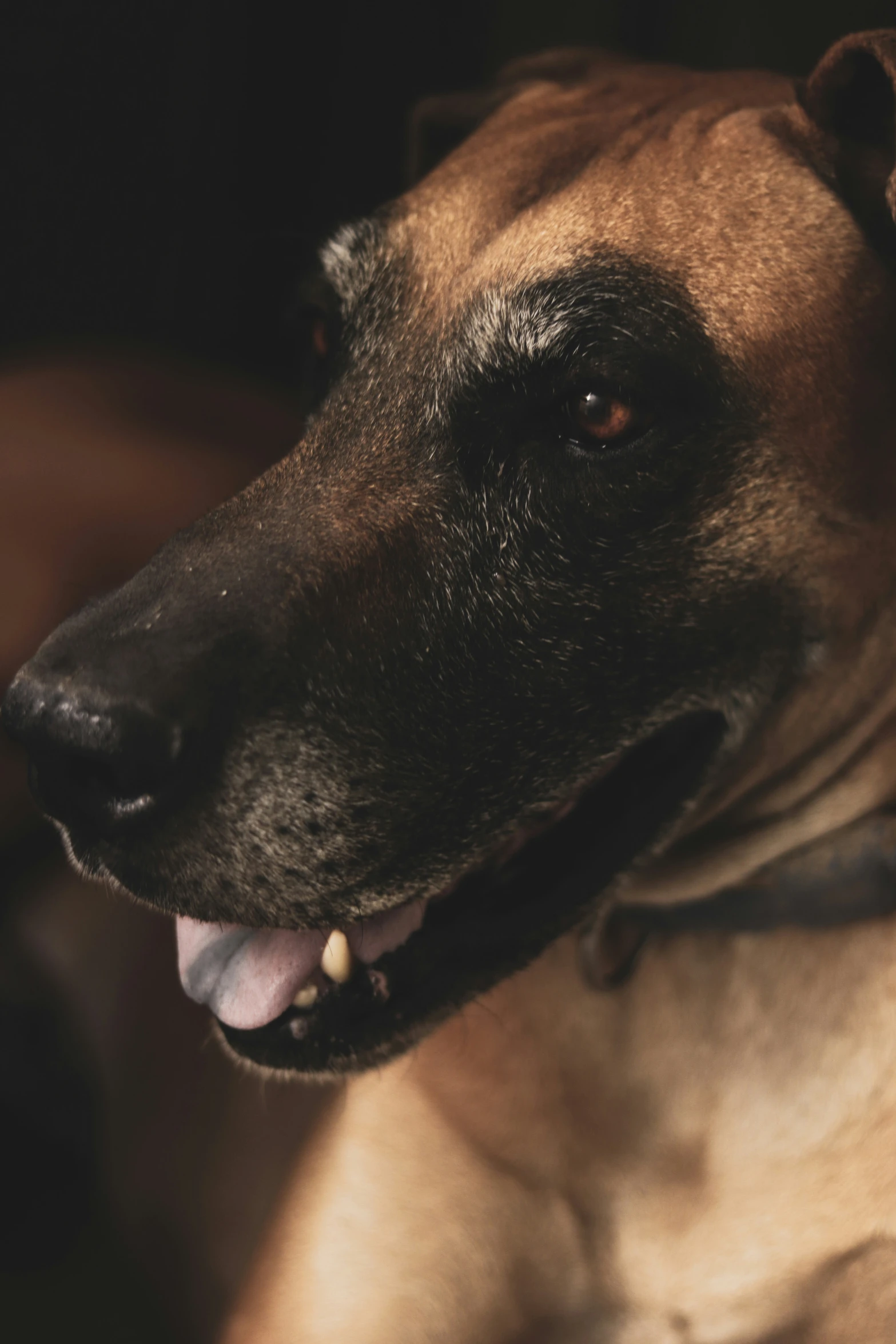 the closeup on the side of a brown and black dog