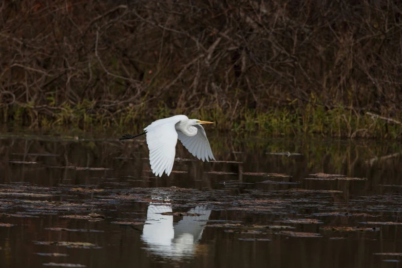 a large bird flies over the water in front of trees