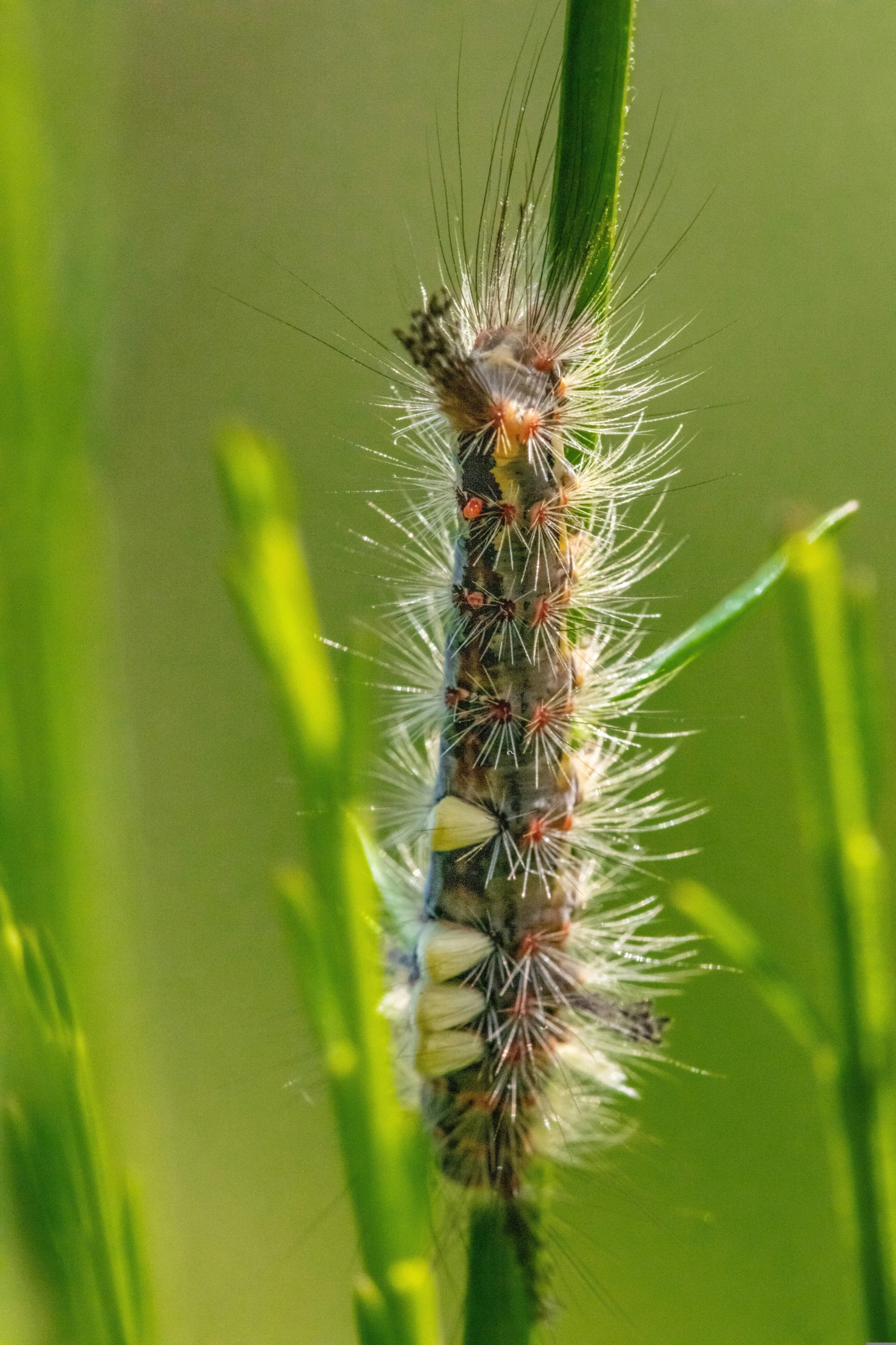 the caterpillar is crawling on the grass