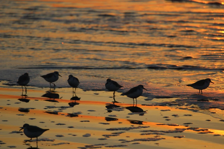 sea gulls looking for food on a sandy beach