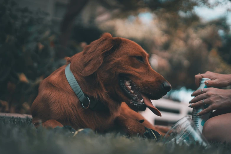 dog sitting in the grass with someone holding an adult