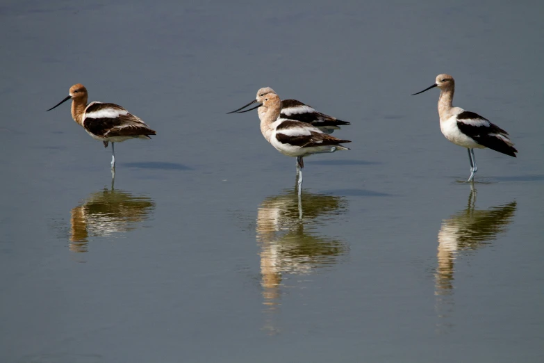 a group of three birds are wading in water