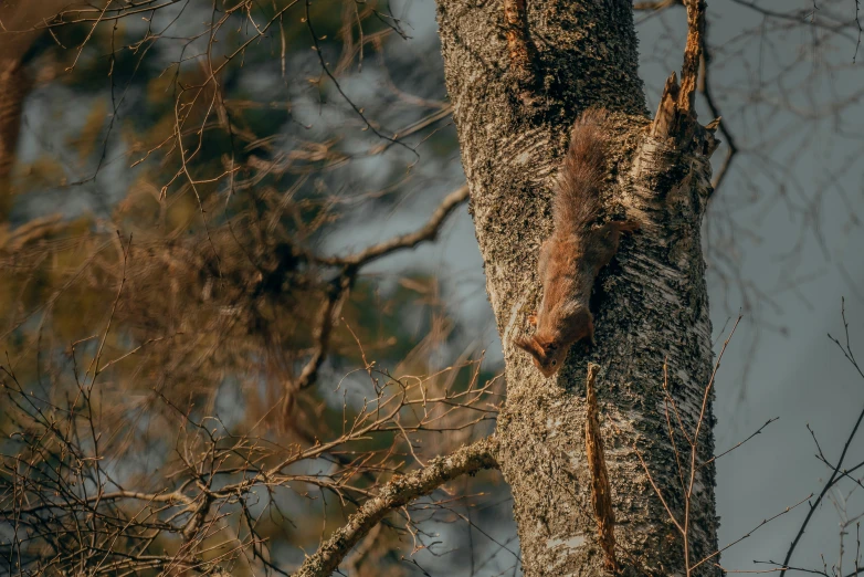 a dead leaf on the side of a tree