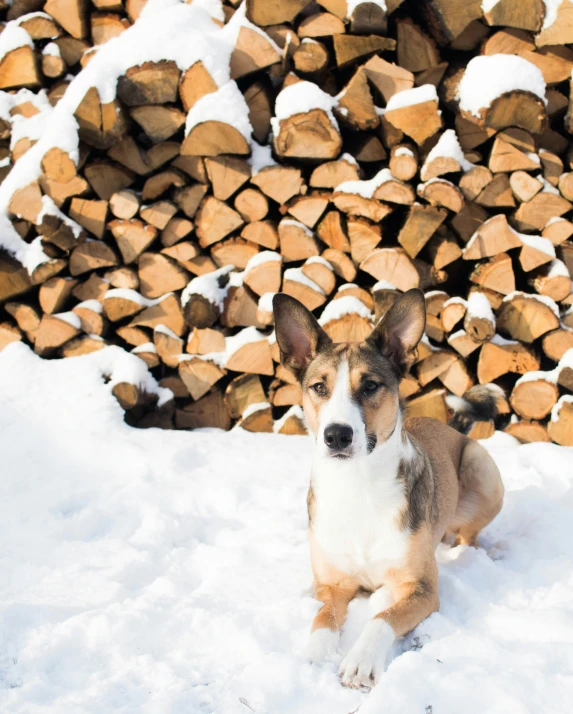 a dog is sitting in front of a pile of firewood