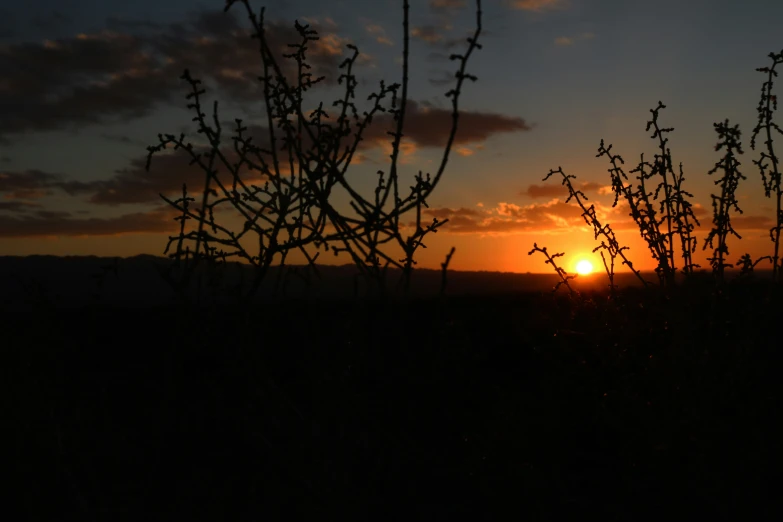 the sun setting behind trees on a hill