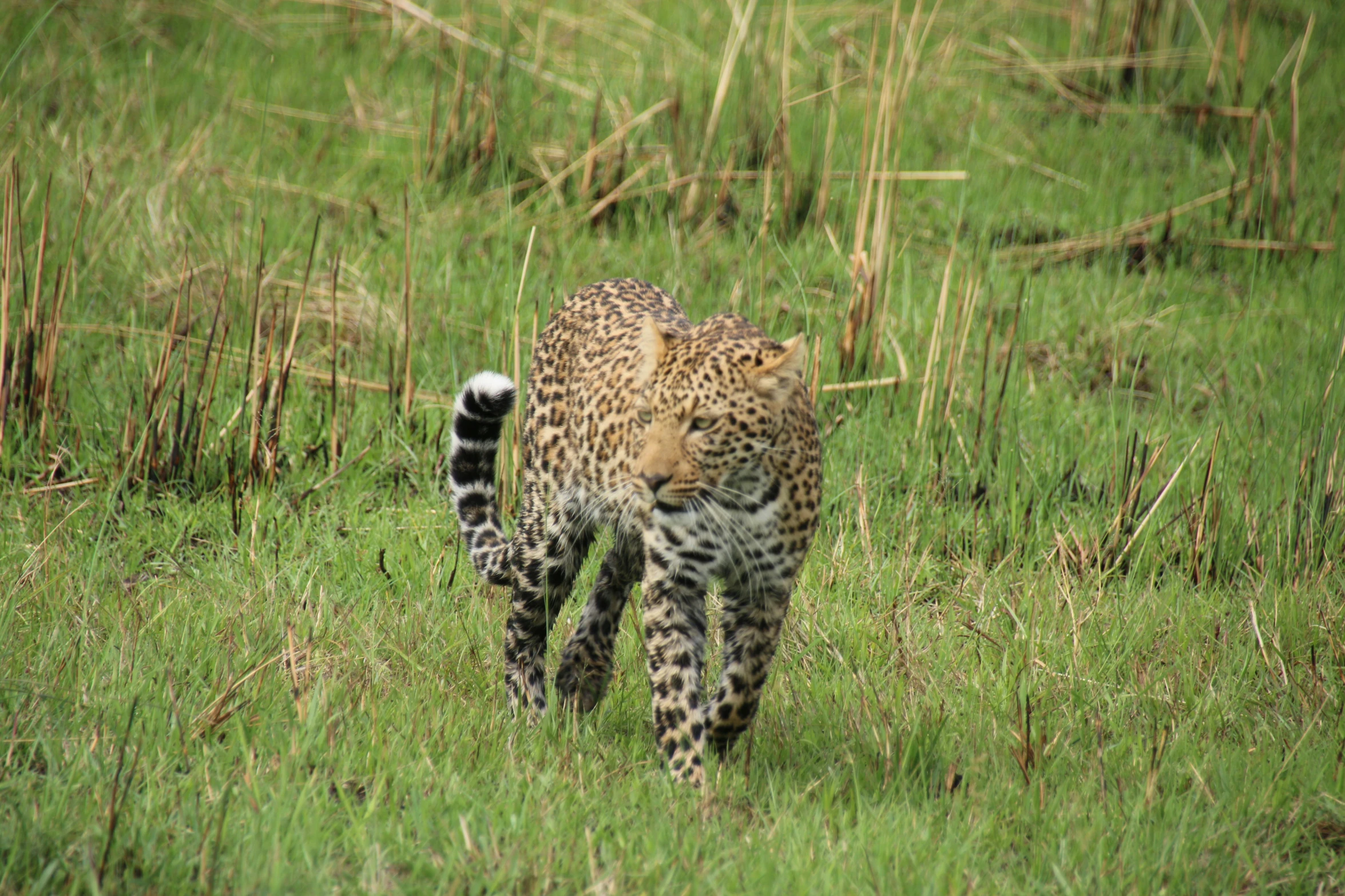 a cheetah cub walking in a field of grass