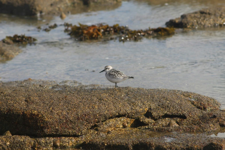 a bird standing on some small rocks in the water