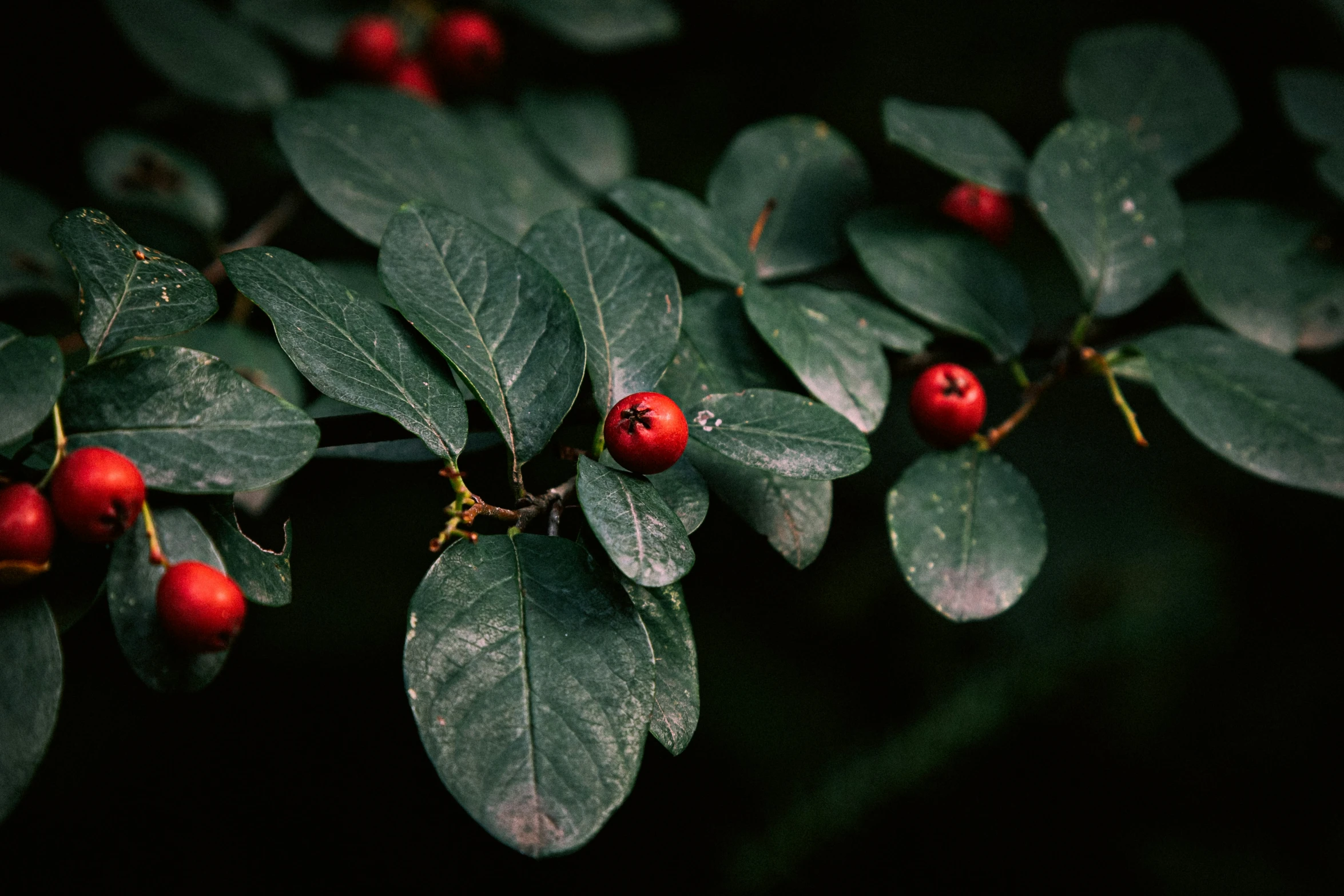 closeup of the buds on a leafy tree