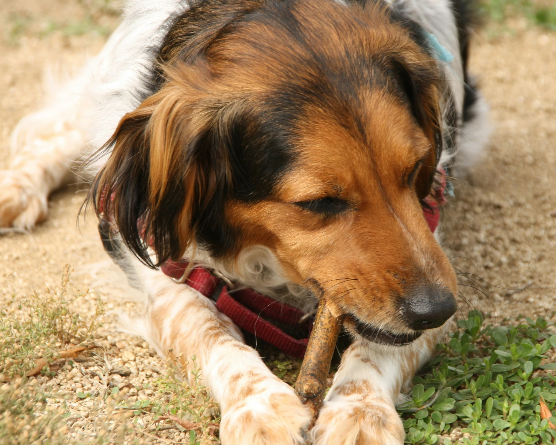 a long haired dog chewing on a stick