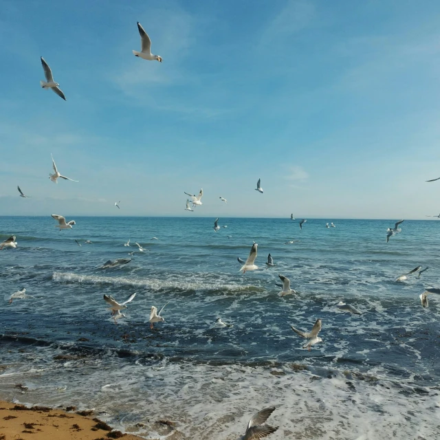 sea gulls are flying over the water at the beach