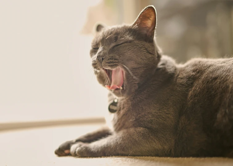 a gray cat with his mouth wide open is yawning