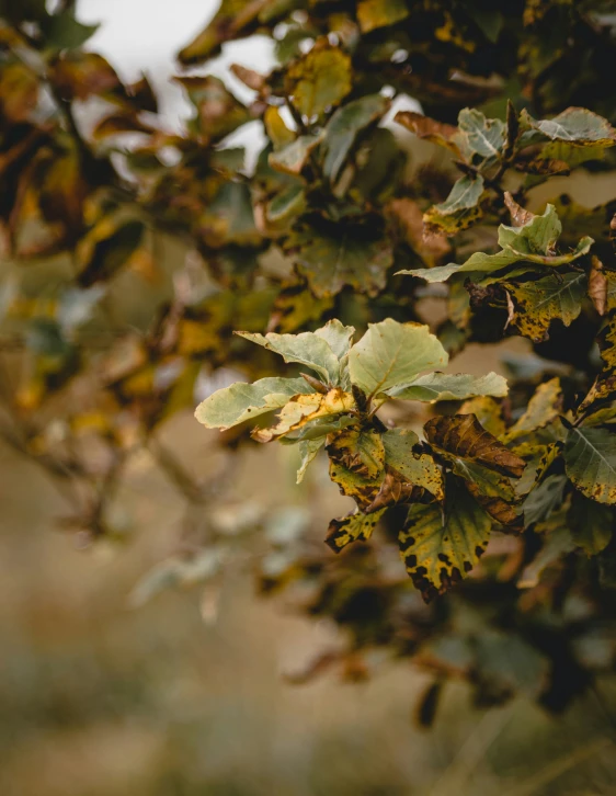 a bunch of leaves that are hanging on a tree