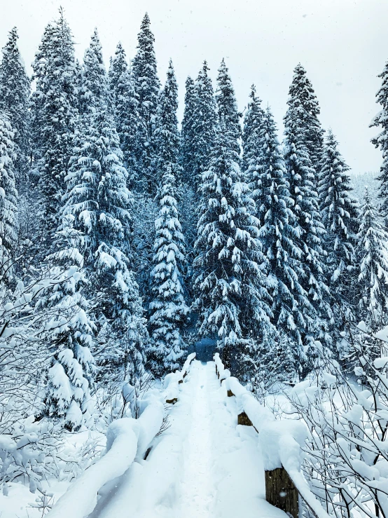 a snow covered field with trees and houses