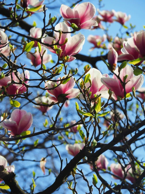 many pink flowers growing on the nches of a tree