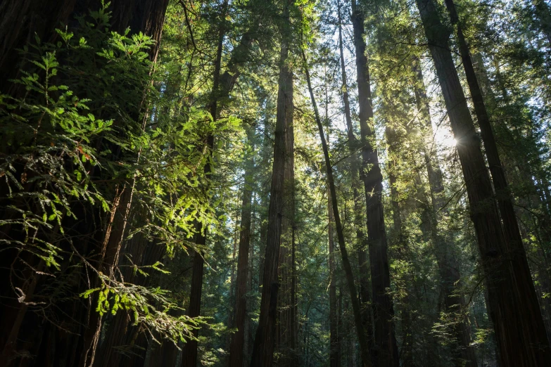 many tall trees stand in a forest and look into the distance