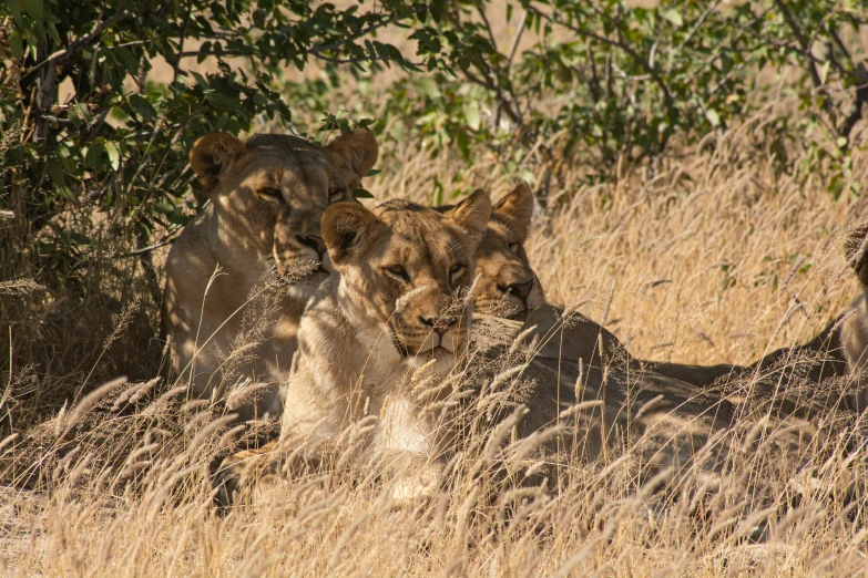 a couple of lions that are laying in the grass