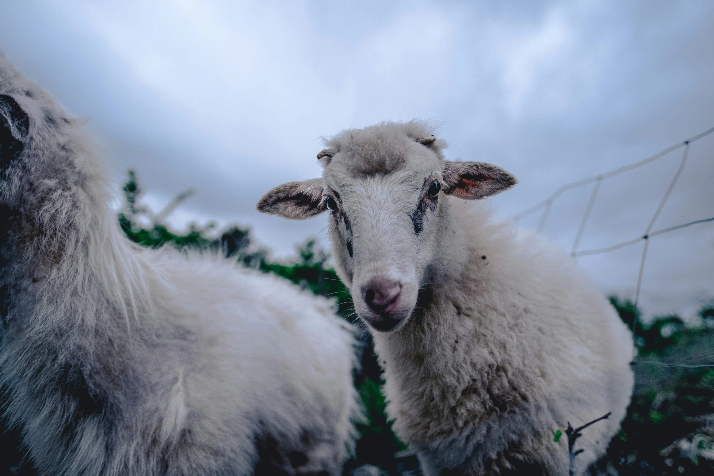 two sheep in the grass are looking at soing