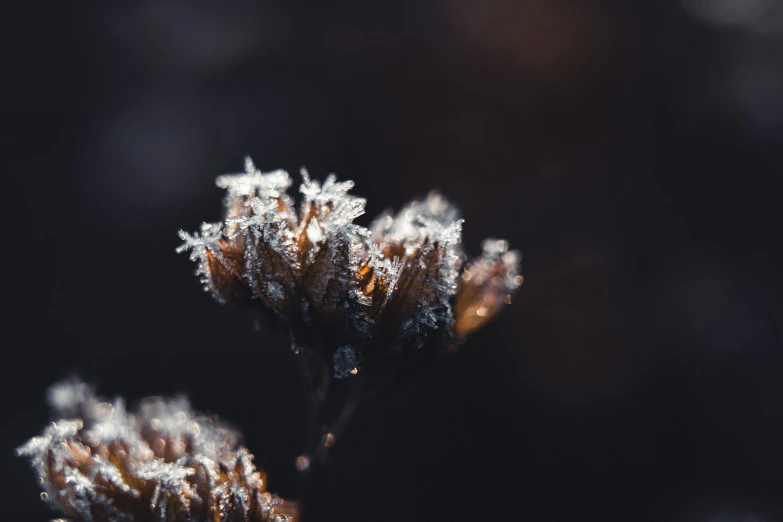 there are some very pretty snow crystals on the plant