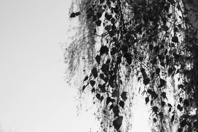 tree with long thin leaves under sky