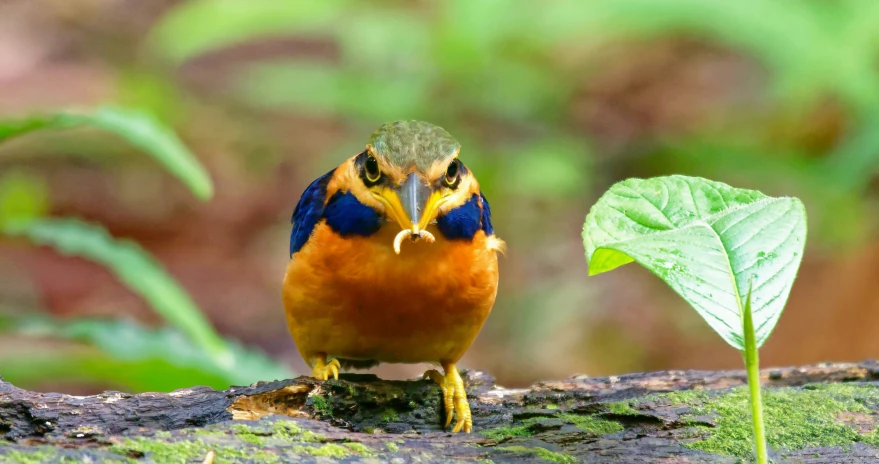 a small blue and gold bird perched on top of a tree nch