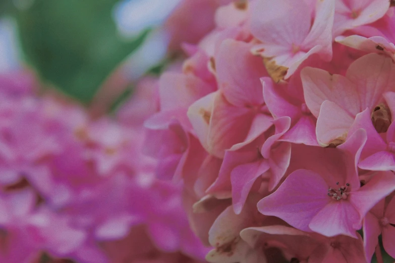 pink flowers that are blooming from behind, with lots of purple petals on it