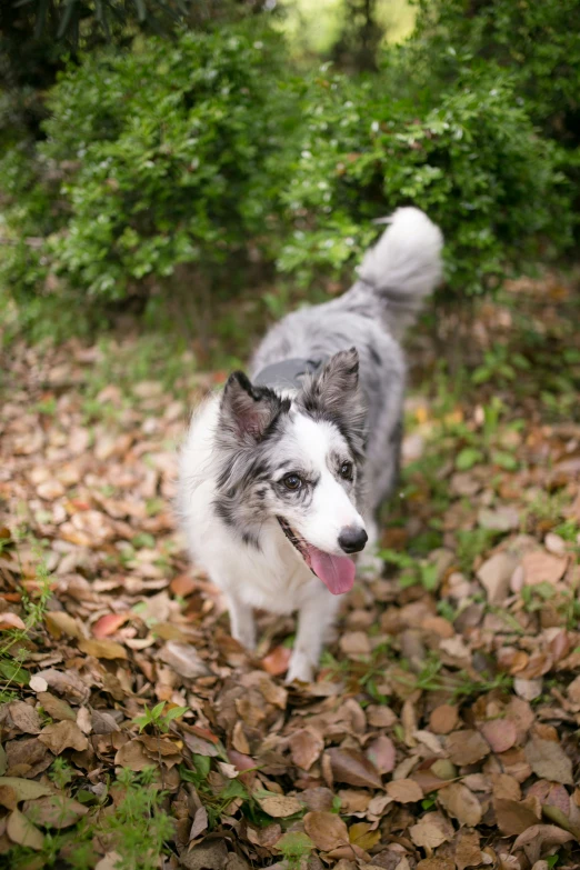 a grey and white dog stands in a leaf covered path