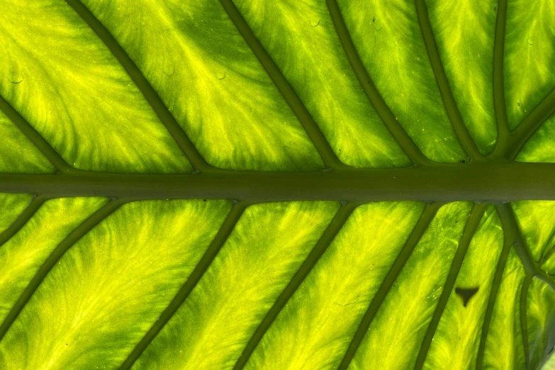 a closeup s of a leaf's light green underside