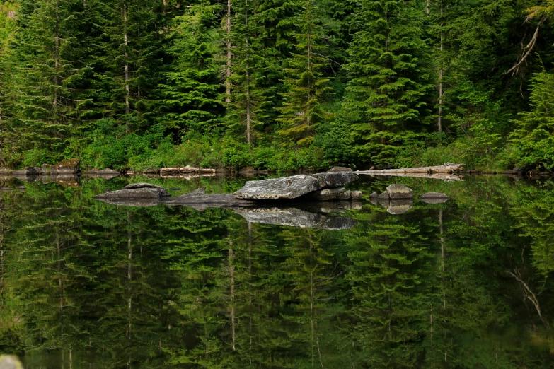 a small lake with rocks on the bottom in the woods