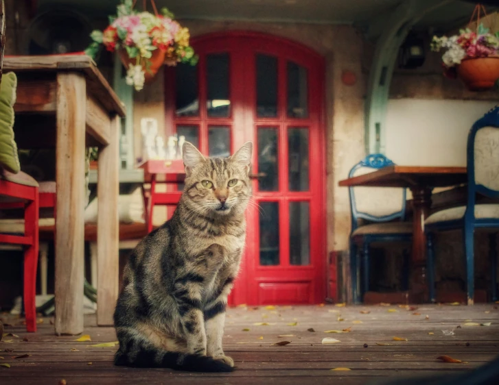 a brown and black cat sitting on a patio