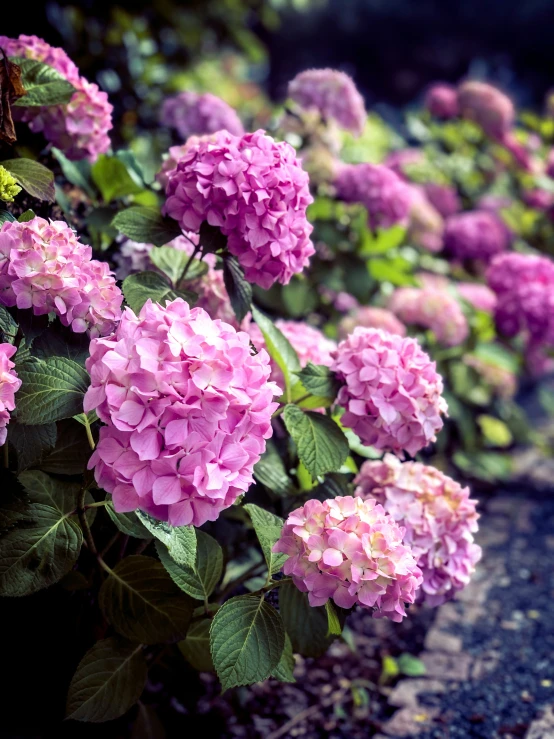 a bunch of pink flowers that are growing