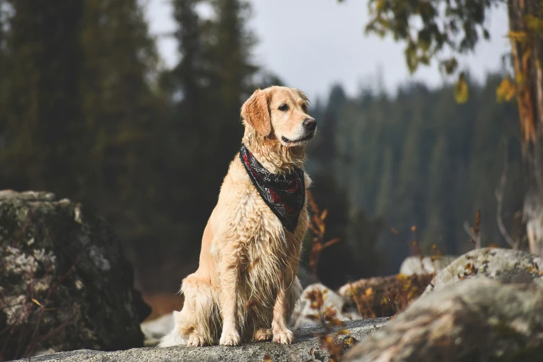 a dog on a rock with the water droplets on it