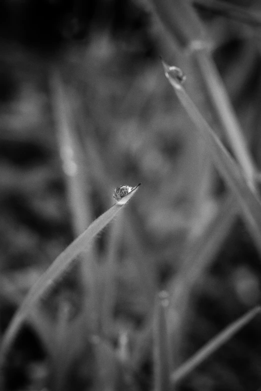 the tiny waterdrop is perched on the grass