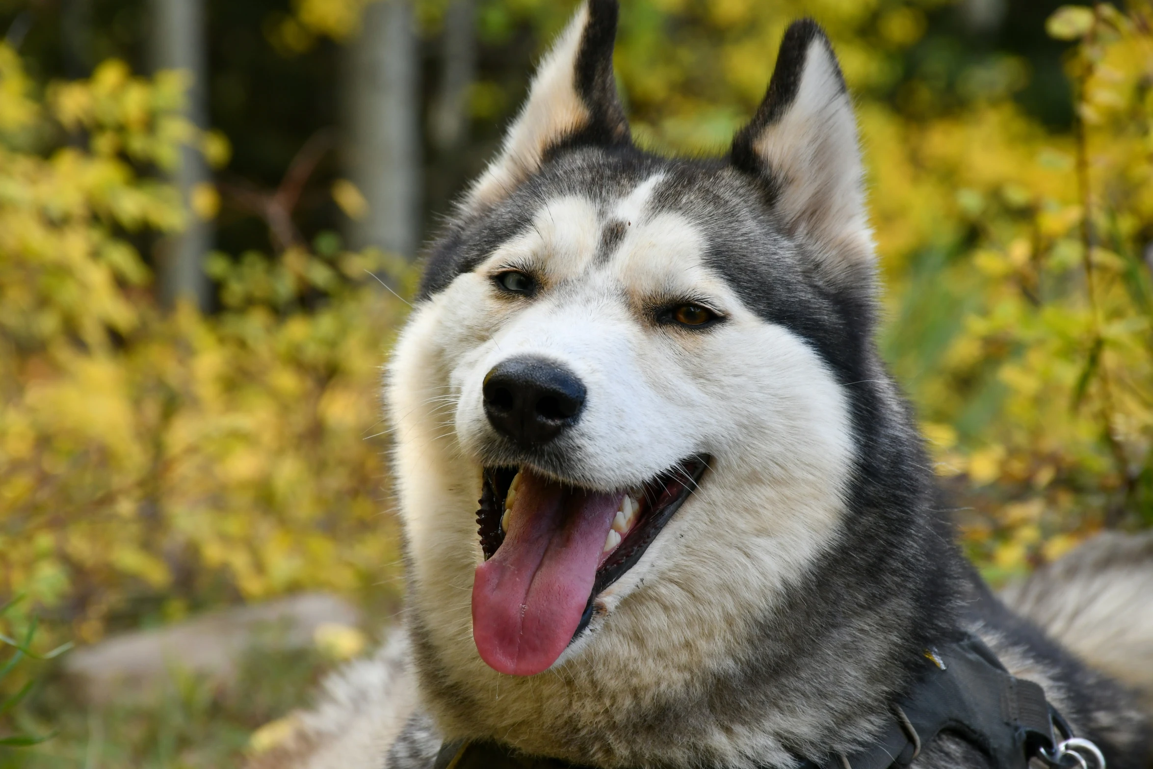 a dog with its tongue hanging out is laying on grass