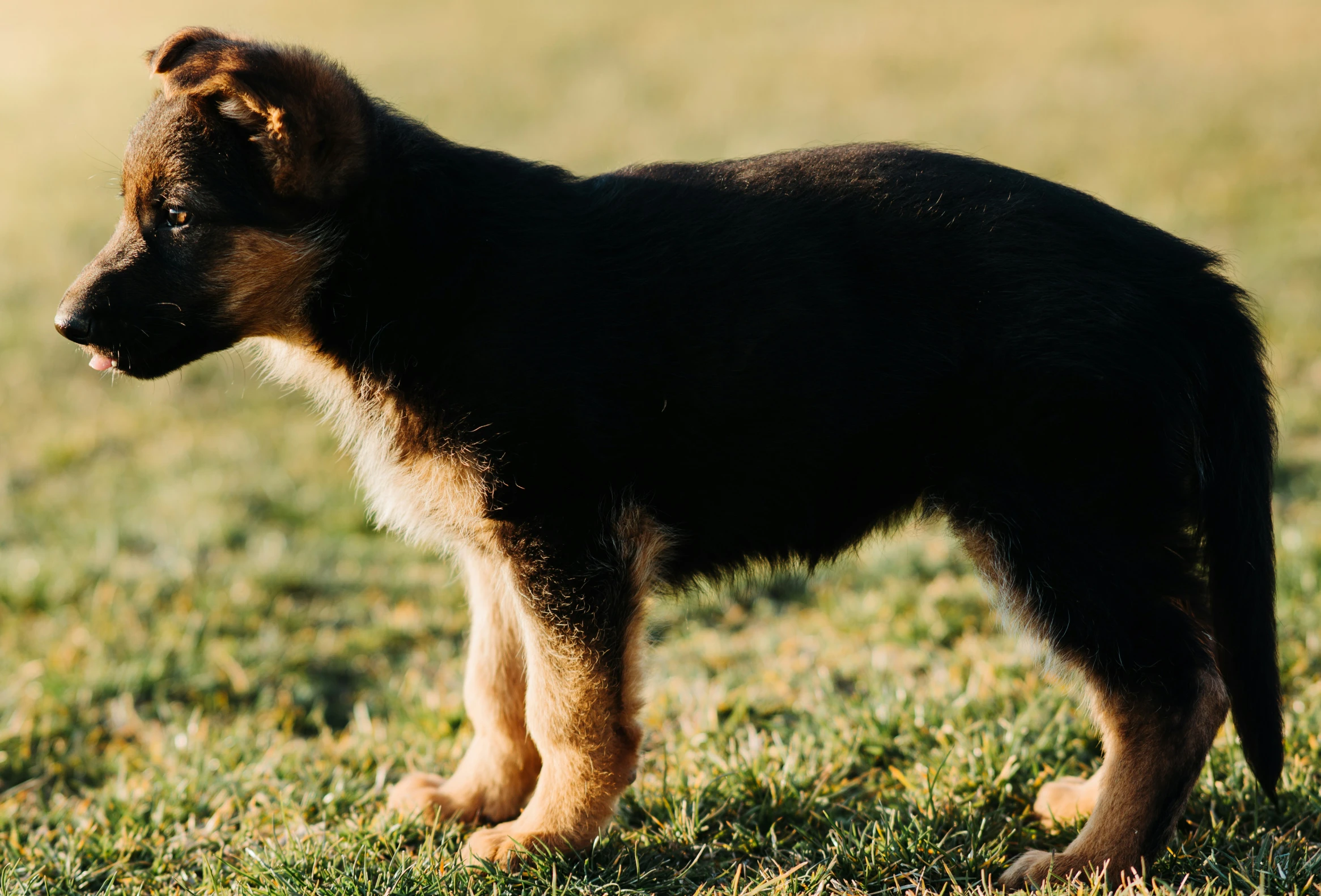 a brown and black puppy stands in a grassy area