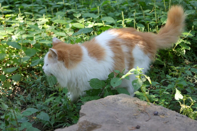 a cat walking through some bushes near a rock