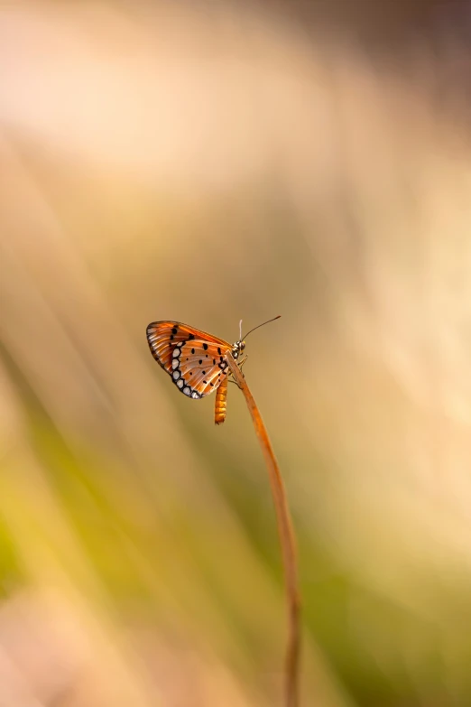 a brown erfly sitting on a plant with green and yellow blurry background