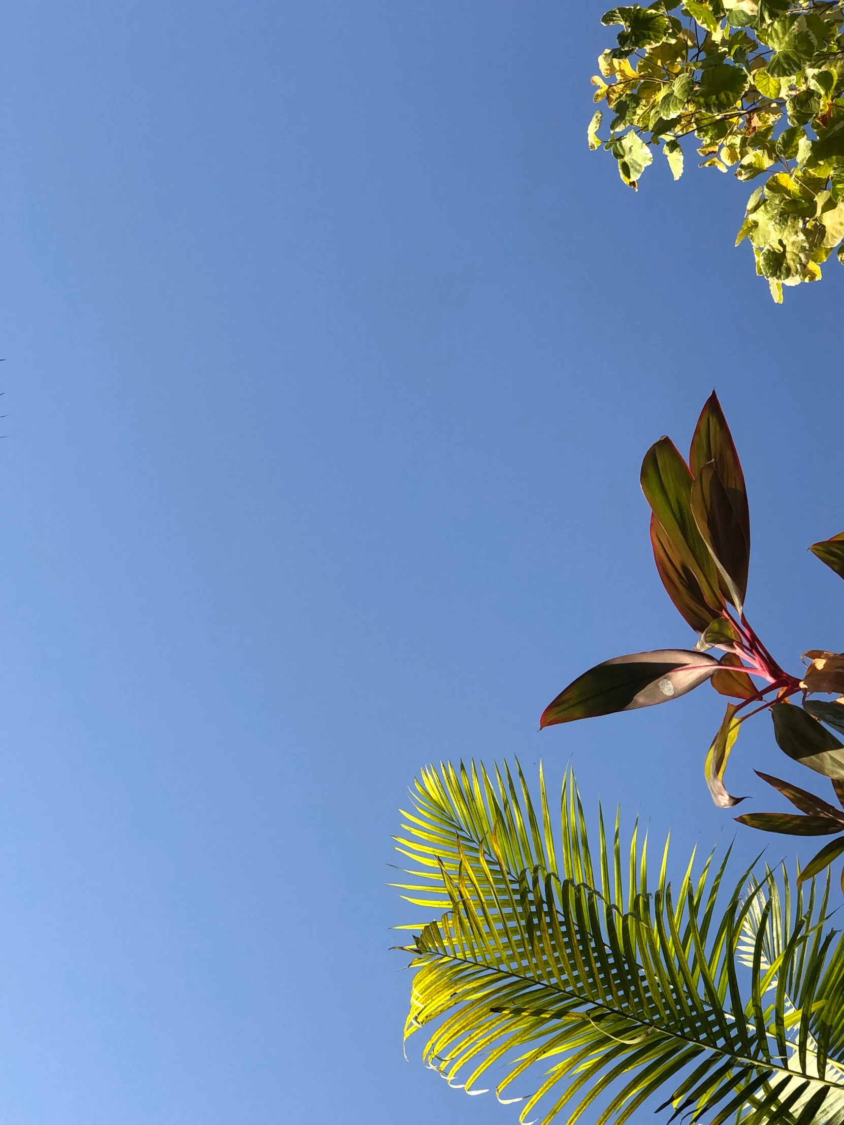 a plane flying over the tree tops and trees