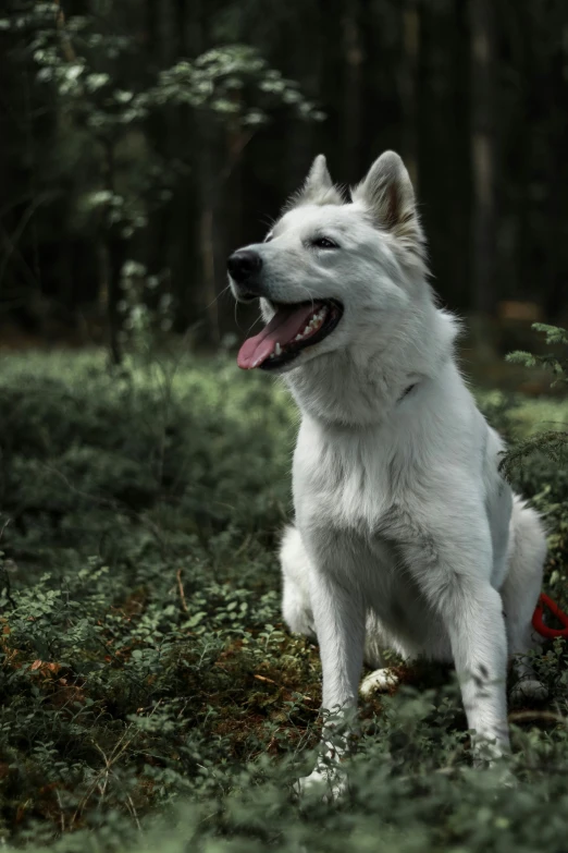 a white dog that is sitting in the grass