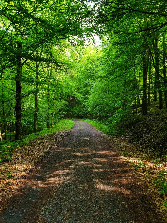 a dirt road is surrounded by trees and bushes