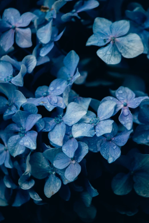 blue flowers in close up with the stem and petals closed