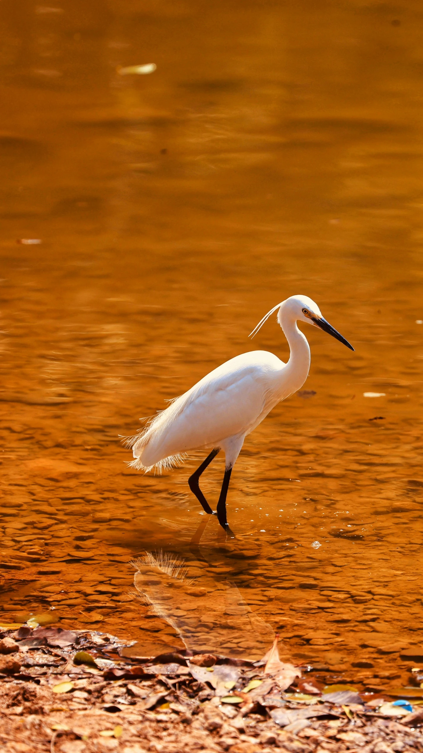 a crane is wading through water, orange - hued water