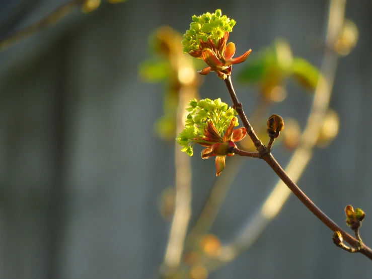 this is a tree with small buds on it